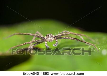 "Hunting spider, unknown species, adult male on leaf, Kinabatangan, Sabah, Borneo, Malaysia, Asia" View Large Photo Image Stock Image - "Hunting spider, unknown species, adult male on leaf, Kinabatangan, Sabah, Borneo, Malaysia, Asia". Fotosearch