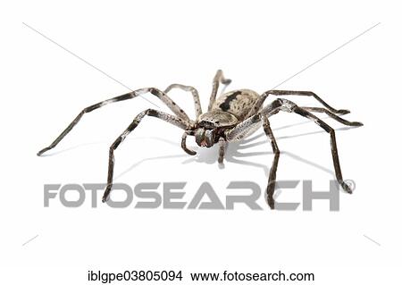"Huntsman Spider (Sparassidae, formerly Heteropodidae)" View Large Photo Image Picture - "Huntsman Spider (Sparassidae, formerly Heteropodidae)". Fotosearch