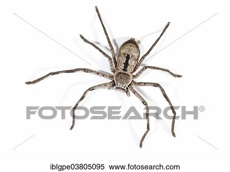 Stock Photography - "Huntsman Spider (Sparassidae, formerly Heteropodidae)". Fotosearch