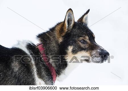 "Husky, Lapland, Finland, Europe" View Large Photo Image Stock Image - "Husky, Lapland, Finland, Europe". Fotosearch