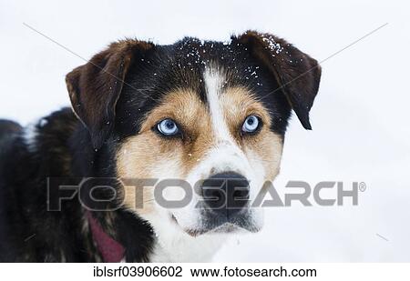"Husky, Lapland, Finland, Europe" View Large Photo Image Stock Image - "Husky, Lapland, Finland, Europe". Fotosearch