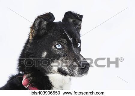 "Husky, Lapland, Finland, Europe" View Large Photo Image Stock Image - "Husky, Lapland, Finland, Europe". Fotosearch