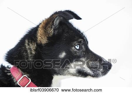 Stock Image - "Husky, Lapland, Finland, Europe". Fotosearch