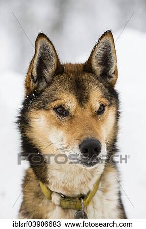 "Husky, Lapland, Finland, Europe" View Large Photo Image Stock Image - "Husky, Lapland, Finland, Europe". Fotosearch