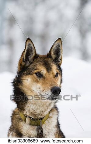 Stock Photo - "Husky, Lapland, Finland, Europe". Fotosearch