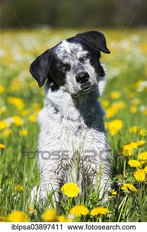 Stock Image - "Husky Munsterlander Labrador mixed-breed dog, black and white dog sitting in a dandelion meadow, Austria, Europe". Fotosearch