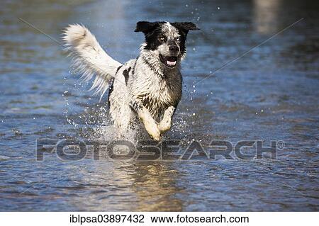 "Husky Munsterlander Labrador mixed-breed dog, black and white dog running through the water, Austria, Europe" View Large Photo Image Stock Image - "Husky Munsterlander Labrador mixed-breed dog, black and white dog running through the water, Austria, Europe". Fotosearch