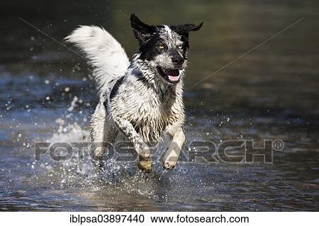 "Husky Munsterlander Labrador mixed-breed dog, black and white dog running through the water, Austria, Europe" View Large Photo Image Stock Image - "Husky Munsterlander Labrador mixed-breed dog, black and white dog running through the water, Austria, Europe". Fotosearch