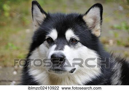 Stock Image - "Husky, sledge dog, portrait, Bamberg, Upper Franconia, Bavaria, Germany, Europe". Fotosearch
