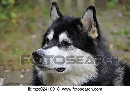 "Husky, sledge dog, portrait, Bamberg, Upper Franconia, Bavaria, Germany, Europe" View Large Photo Image Stock Photo - "Husky, sledge dog, portrait, Bamberg, Upper Franconia, Bavaria, Germany, Europe". Fotosearch