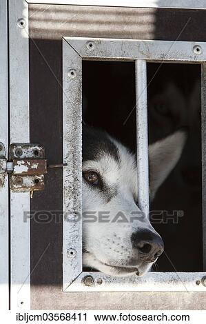 Husky sticking its muzzle out of a transport cage View Large Photo Image Stock Image - Husky sticking its muzzle out of a transport cage. Fotosearch