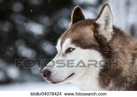 "Husky with blue eyes, sledge dog, Unterjoch, Allgaeu, Bavaria, Germany, Europe" View Large Photo Image Picture - "Husky with blue eyes, sledge dog, Unterjoch, Allgaeu, Bavaria, Germany, Europe". Fotosearch