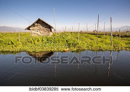 "Hut, floating garden, field on the water, Inle Lake, Shan State, Myanmar, Asia" View Large Photo Image Stock Photography - "Hut, floating garden, field on the water, Inle Lake, Shan State, Myanmar, Asia". Fotosearch