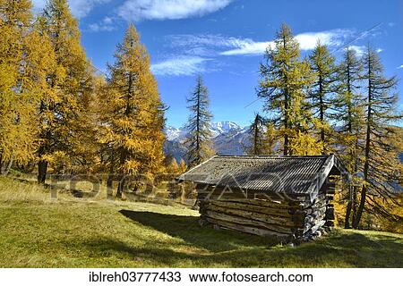"Hut, larch meadows, European Larch (Larix decidua), in autumn, Obernbergtal, Tyrol, Austria, Europe" View Large Photo Image Stock Image - "Hut, larch meadows, European Larch (Larix decidua), in autumn, Obernbergtal, Tyrol, Austria, Europe". Fotosearch