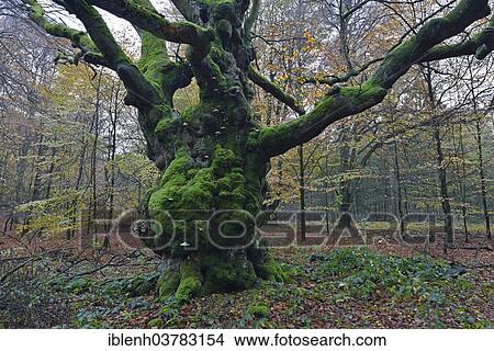 "Hutebuche, an ancient European Beech or Common Beech (Fagus sylvatica), Tinner Loh, Emsland, Lower Saxony, Germany, Europe" View Large Photo Image Picture - "Hutebuche, an ancient European Beech or Common Beech (Fagus sylvatica), Tinner Loh, Emsland, Lower Saxony, Germany, Europe". Fotosearch