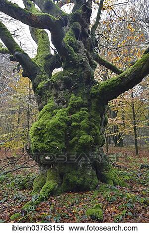 Stock Photography - "Hutebuche, an ancient European Beech or Common Beech (Fagus sylvatica), Tinner Loh, Emsland, Lower Saxony, Germany, Europe". Fotosearch