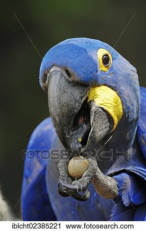 "Hyacinth Macaw (Anodorhynchus hyacinthinus), portrait, native to South America, in captivity, Germany, Europe" View Large Photo Image Stock Image - "Hyacinth Macaw (Anodorhynchus hyacinthinus), portrait, native to South America, in captivity, Germany, Europe". Fotosearch
