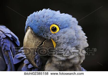 "Hyacinth Macaw (Anodorhynchus hyacinthinus), portrait, native to South America, in captivity, Germany, Europe" View Large Photo Image Stock Photo - "Hyacinth Macaw (Anodorhynchus hyacinthinus), portrait, native to South America, in captivity, Germany, Europe". Fotosearch