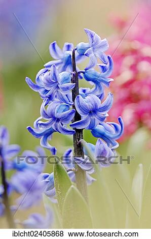 "Hyacinths (Hyacinthus orientalis hybrid), North Rhine-Westphalia, Germany, Europe" View Large Photo Image Stock Photo - "Hyacinths (Hyacinthus orientalis hybrid), North Rhine-Westphalia, Germany, Europe". Fotosearch