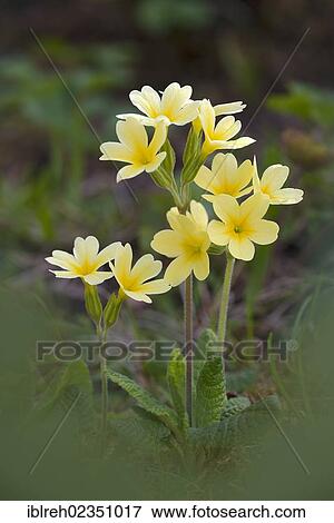 "Hybrid of cowslip (Primula veris) x and primrose (Primula acaulis), very rare, Bad Ditzenbach, Swabian Alp, Baden-Wuerttemberg, Germany, Europe" View Large Photo Image Stock Photo - "Hybrid of cowslip (Primula veris) x and primrose (Primula acaulis), very rare, Bad Ditzenbach, Swabian Alp, Baden-Wuerttemberg, Germany, Europe". Fotosearch