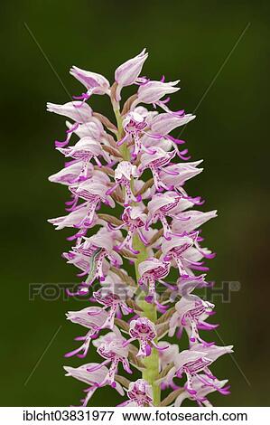 Stock Photo - "Hybrid of military orchid (Orchis militaris) and monkey orchid (Orchis simia), Southern France, Provence, France, Europe". Fotosearch