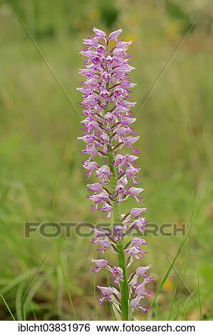 Stock Photograph - "Hybrid of military orchid (Orchis militaris) and monkey orchid (Orchis simia), Southern France, Provence, France, Europe". Fotosearch