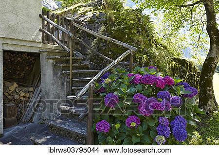 "Hydrangea (Hydrangea) at a house, Sonogno, Ticino, Switzerland, Europe" View Large Photo Image Picture - "Hydrangea (Hydrangea) at a house, Sonogno, Ticino, Switzerland, Europe". Fotosearch