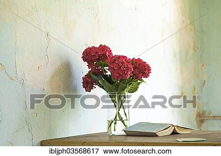 "Hydrangeas in a vase and a book on an old kitchen table, Germany, Europe" View Large Photo Image Stock Photo - "Hydrangeas in a vase and a book on an old kitchen table, Germany, Europe". Fotosearch