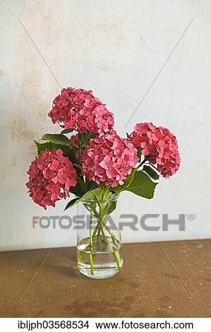 "Hydrangeas in a vase on an old kitchen table, Germany, Europe" View Large Photo Image Picture - "Hydrangeas in a vase on an old kitchen table, Germany, Europe". Fotosearch