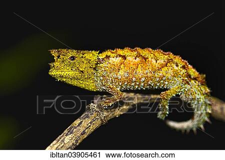 "Iaraka River leaf chameleon (Brookesia vadoni), extremely rare, Marojejy, Madagascar, Africa" View Large Photo Image Stock Image - "Iaraka River leaf chameleon (Brookesia vadoni), extremely rare, Marojejy, Madagascar, Africa". Fotosearch