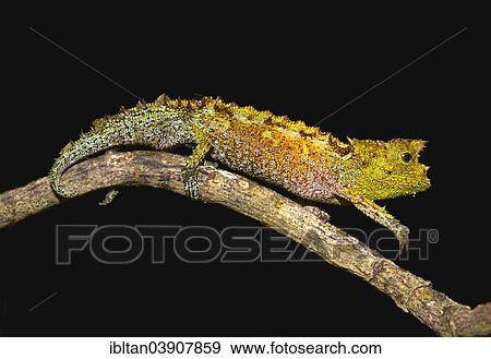 "Iaraka River Leaf Chameleon (Brookesia vadoni), in the rainforest, Marojejy National Park, Sava Region, Madagascar, Africa" View Large Photo Image Stock Photo - "Iaraka River Leaf Chameleon (Brookesia vadoni), in the rainforest, Marojejy National Park, Sava Region, Madagascar, Africa". Fotosearch