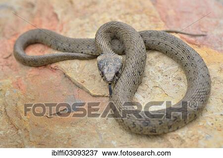 "Iberian grass snake (Natrix natrix astreptophora), defensive posture, darting its tongue on rock, Portugal, Europe" View Large Photo Image Stock Photo - "Iberian grass snake (Natrix natrix astreptophora), defensive posture, darting its tongue on rock, Portugal, Europe". Fotosearch