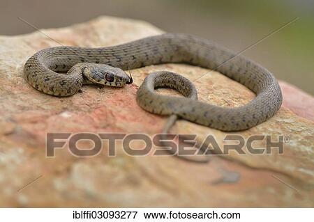 "Iberian grass snake (Natrix natrix astreptophora), darting its tongue, basking on rock, Algarve, Portugal, Europe" View Large Photo Image Stock Photo - "Iberian grass snake (Natrix natrix astreptophora), darting its tongue, basking on rock, Algarve, Portugal, Europe". Fotosearch