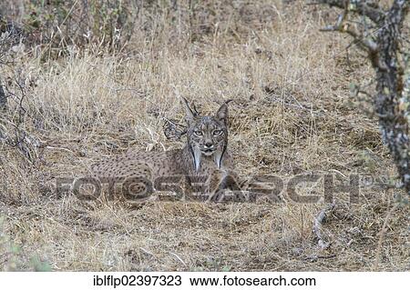 Stock Image - Iberian Lynx or Pardel Lynx (Lynx pardinus). Fotosearch