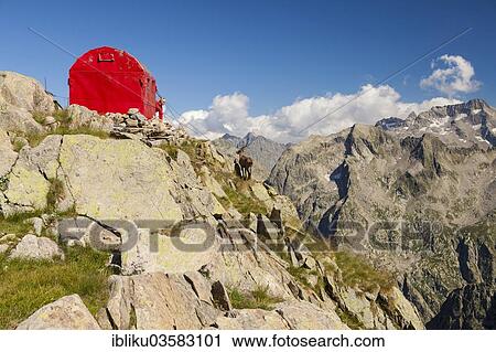 "Ibex (Capra ibex) looking at the Bivacco del Baus refuge, bivouac hut, Monte Gelas at back, Cuneo province, Piedmont, Italy, Europe" View Large Photo Image Stock Image - "Ibex (Capra ibex) looking at the Bivacco del Baus refuge, bivouac hut, Monte Gelas at back, Cuneo province, Piedmont, Italy, Europe". Fotosearch