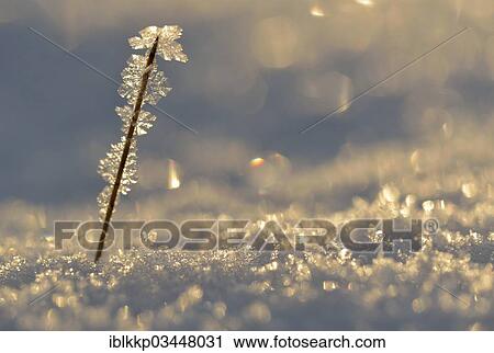 "Ice and snow with backlighting, frost and ice crystals on a branch, Uhyst, Saxony, Germany, Europe" View Large Photo Image Stock Image - "Ice and snow with backlighting, frost and ice crystals on a branch, Uhyst, Saxony, Germany, Europe". Fotosearch