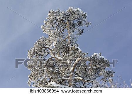 "Ice-covered tree near Saariselka, Finland, Europe" View Large Photo Image Picture - "Ice-covered tree near Saariselka, Finland, Europe". Fotosearch