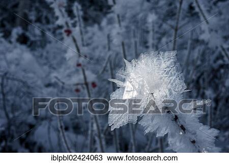 Ice crystals during cold spell at Lynx Creek, Alaska View Large Photo Image Stock Image - Ice crystals during cold spell at Lynx Creek, Alaska. Fotosearch