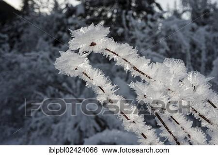 Ice crystals during cold spell at Lynx Creek, Alaska View Large Photo Image Stock Photograph - Ice crystals during cold spell at Lynx Creek, Alaska. Fotosearch