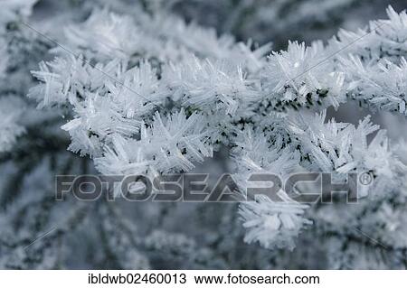 "Ice crystals, hoarfrost on a fir tree" View Large Photo Image Stock Image - "Ice crystals, hoarfrost on a fir tree". Fotosearch