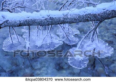 "Ice on branches hanging in the water, Tyrol, Austria, Europe" View Large Photo Image Stock Image - "Ice on branches hanging in the water, Tyrol, Austria, Europe". Fotosearch