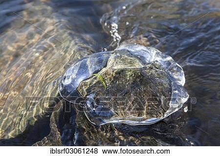 "Ice on rocks in a river, Fuldabruck, Fuldabruck, Hesse, Germany, Europe" View Large Photo Image Stock Photo - "Ice on rocks in a river, Fuldabruck, Fuldabruck, Hesse, Germany, Europe". Fotosearch