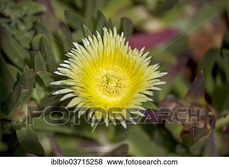 "Ice Plant, Hottentot Fig or Sour Fig (Carpobrotus edulis), edible fruit plant, Lisbon District, Portugal, Europe" View Large Photo Image Stock Photo - "Ice Plant, Hottentot Fig or Sour Fig (Carpobrotus edulis), edible fruit plant, Lisbon District, Portugal, Europe". Fotosearch