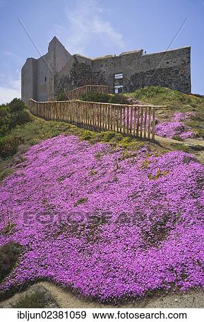 "Ice Plant, Pigface or Hottentot Fig (Carpobrotus edulis), flower carpet, in front of the Fortezza Vecchia at Capo Cabonara, Villasimius, Sarrabus, Province of Cagliari, Sardinia, Italy, Europe" View Large Photo Image Stock Photo - "Ice Plant, Pigface or Hottentot Fig (Carpobrotus edulis), flower carpet, in front of the Fortezza Vecchia at Capo Cabonara, Villasimius, Sarrabus, Province of Cagliari, Sardinia, Italy, Europe". Fotosearch