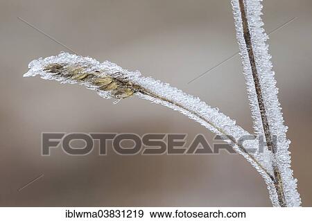 "Ice structures on a blade of grass, North Hesse, Hesse, Germany, Europe" View Large Photo Image Stock Photo - "Ice structures on a blade of grass, North Hesse, Hesse, Germany, Europe". Fotosearch