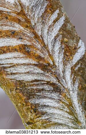 Stock Image - "Ice structures on a branch, North Hesse, Hesse, Germany, Europe". Fotosearch
