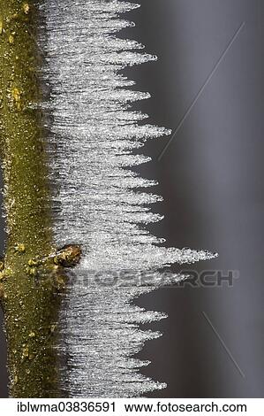 "Ice structures on a branch, North Hesse, Hesse, Germany, Europe" View Large Photo Image Stock Image - "Ice structures on a branch, North Hesse, Hesse, Germany, Europe". Fotosearch