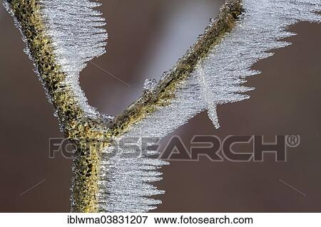 Stock Photo - "Ice structures on a branch, North Hesse, Hesse, Germany, Europe". Fotosearch