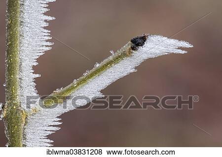 "Ice structures on a branch, North Hesse, Hesse, Germany, Europe" View Large Photo Image Stock Photo - "Ice structures on a branch, North Hesse, Hesse, Germany, Europe". Fotosearch