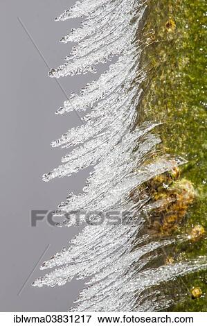 "Ice structures on a branch, North Hesse, Hesse, Germany, Europe" View Large Photo Image Stock Photo - "Ice structures on a branch, North Hesse, Hesse, Germany, Europe". Fotosearch
